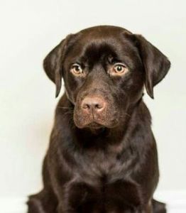 2 Chocolate Labrador Puppy's Left
