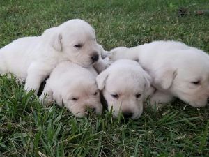 LABRADOR RETRIEVER PUPPIES