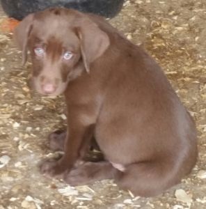 AKC Chocolate Male