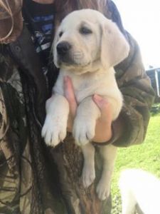 WHITE LAB (AKC YELLOW 0