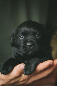 Labrador Retriever puppies