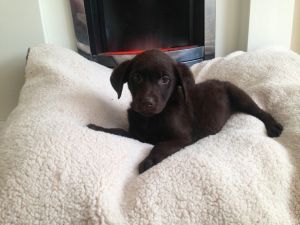 Gorgeous Labrador Puppies