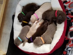 AKC Labrador Retrievers