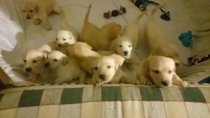 AKC Labrador Retriever Puppies