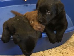 K.c. Registered Pedigree Labrador Puppies