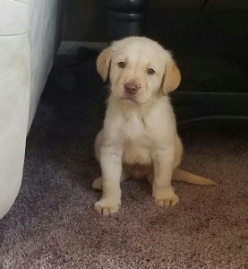 Labrador Retreiver puppies