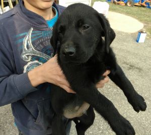 AKC BLACK LABRADORS