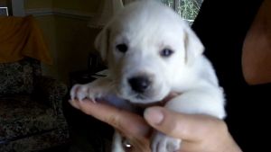 Lab Puppies