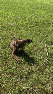 Chocolate Labrador Puppies