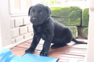 abbie lab female akc