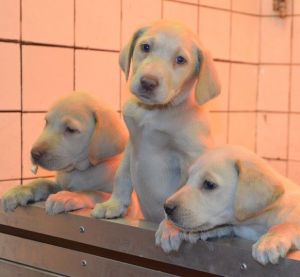 * Stunning Champagne Labrador Puppies