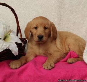 Labrador Retriever Puppies