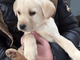 Stunning Golden And Black Pedigree Labrador Pups