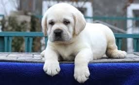 Two Labrador puppies for free