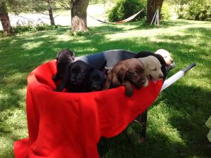 Purebred Lab Puppies, Beautiful!! in Rochelle, VA