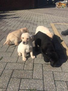 Home Trained Labrador Retriever Puppies