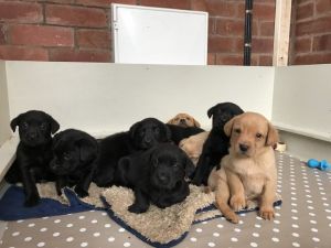 Male and female Lab puppies for sale