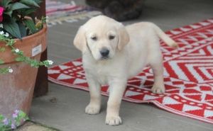 AKC Labrador Retriever puppies ready