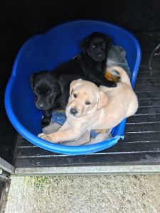 Labrador Retriever Puppies For Sale