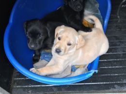 Gamekeeper Bred Labrador Puppies