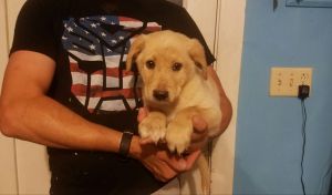 Lab Mix Puppies