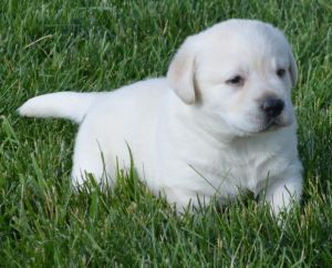 Outstandimg Labrador Retriever Puppies