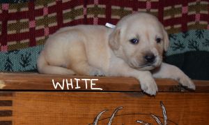 akc yellow labrador puppies