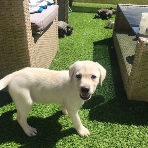 Kc Registered Lab Puppies