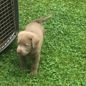 Akc labrador retriever puppies