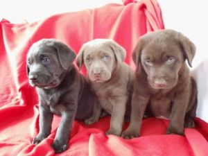 Cute Labrador retriever Puppies Available