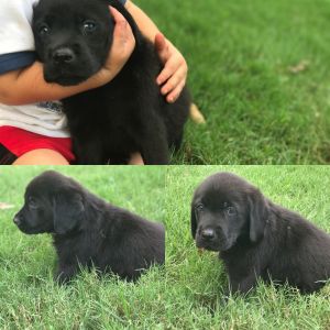 Akc black lab