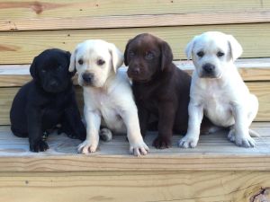 Adorable Labrador Retriever Puppies