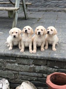 Golden Labrador Puppies
