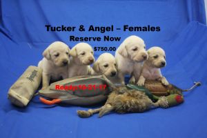 Majestic Oaks Kennel