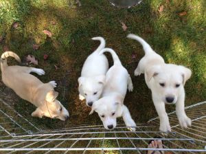 Amazing Labrador Retriever Puppies