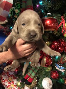 Silver Labrador Puppies for sale