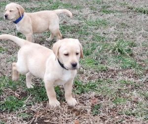 Labrador Retriever puppies Puppies. Text ***
