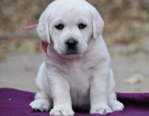 Purebred Labrador Retriever puppies