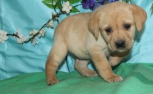 Well Socialized Labrador Retriever Puppies