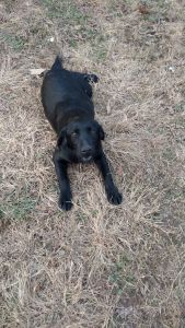 Female Black Lab