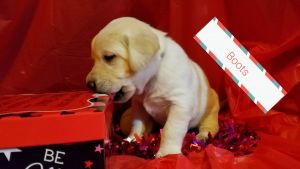 AKC Yellow Lab Puppies