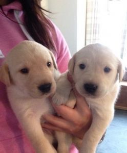English Labrador Retrievers Puppies