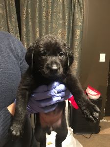 English Labrador Puppies