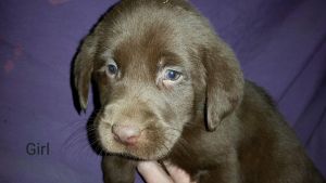 Lab puppies for sale