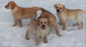 AKC Labrador Retrievers