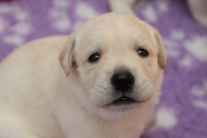 AKC yellow lab puppies English
