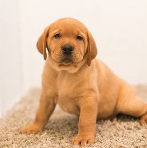 Yellow Labrador Retriever Puppies For Sale