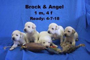 Yellow Labrador Pups