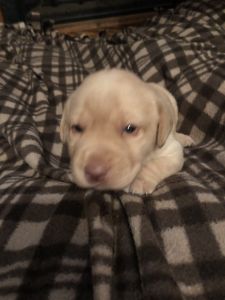 AKC Registered Lab Puppies