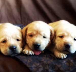 Black & Yellow AKC Labrador Retriever Puppies!
